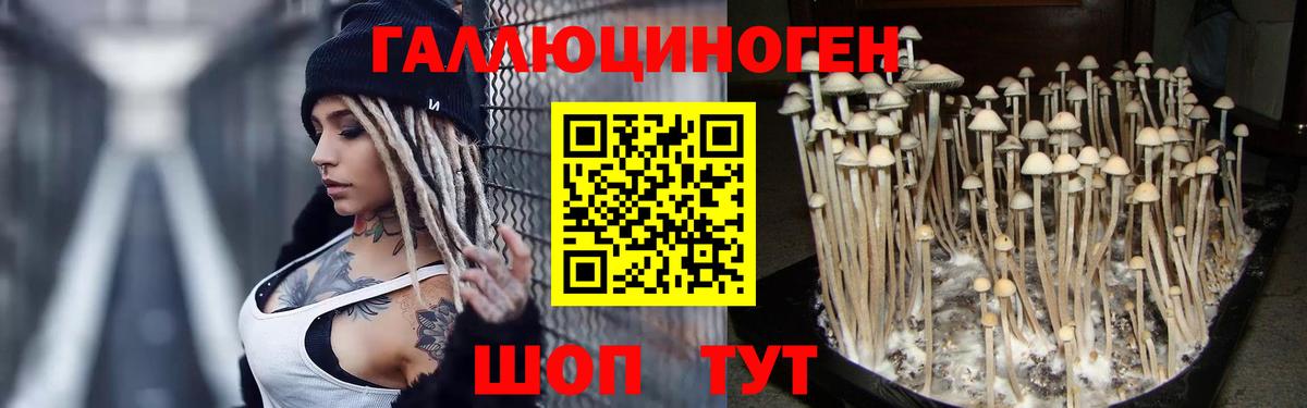 Волгодонск  Галлюциногенные грибы Psilocybine cubensis  Вход с VPN  Псилоцибиновые грибы GOLDEN TEACHER 